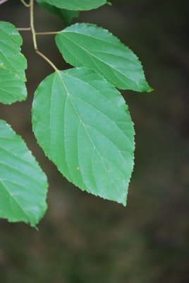 Hovenia dulcis - dužistopka sladká - list